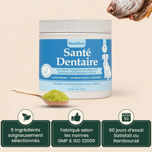 Santé Dentaire