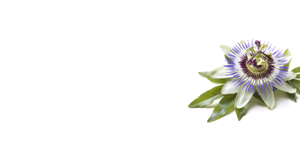 Passiflore