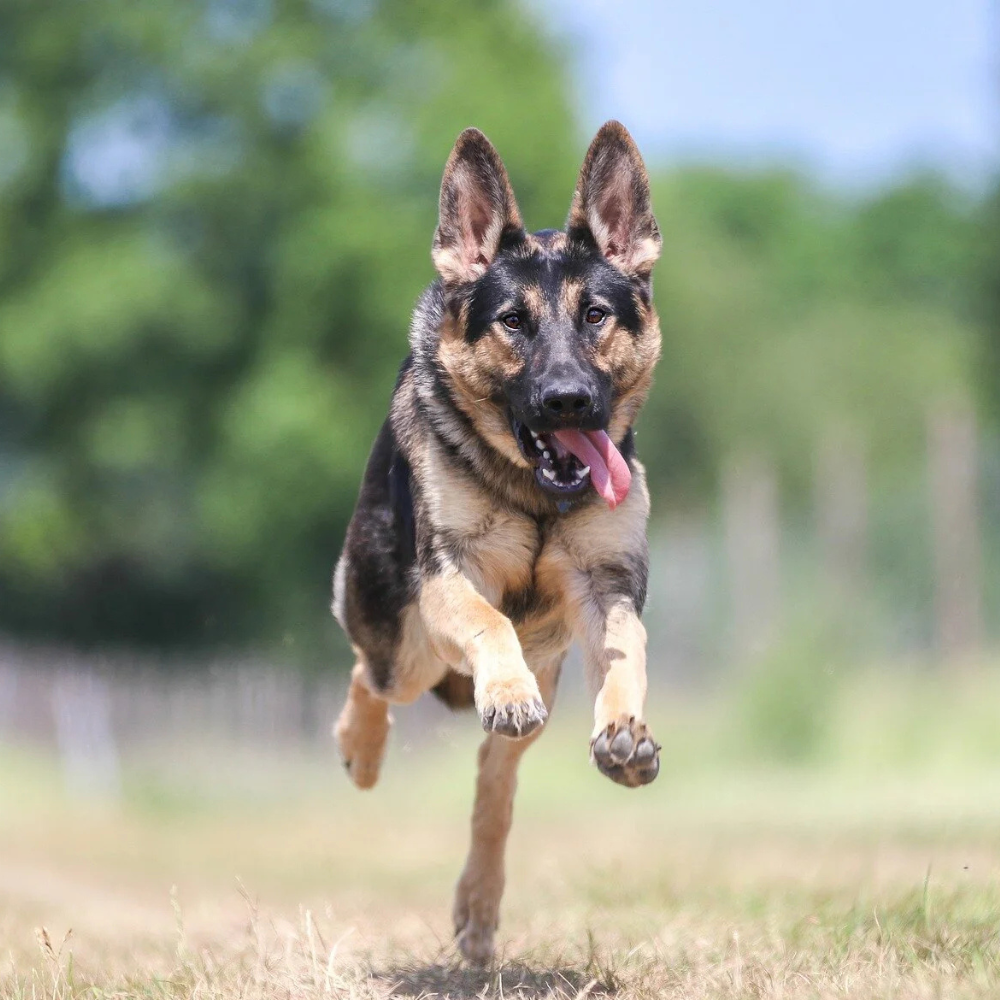 Redonnez à votre chien toute la mobilité qu'il avait