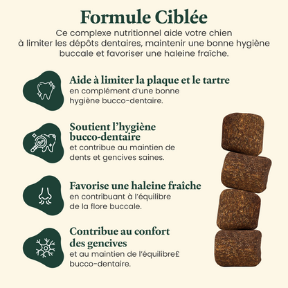 Santé Dentaire